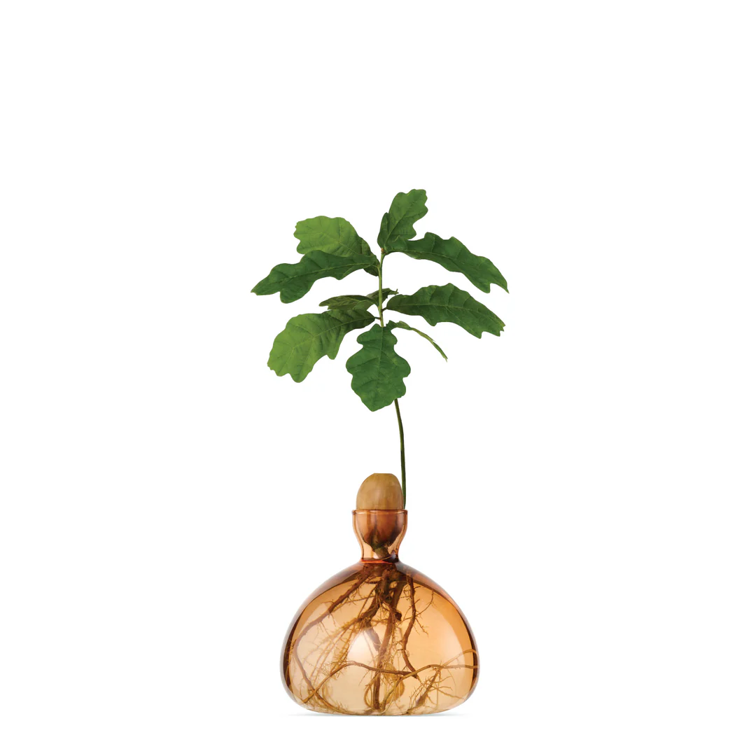 ilex-acorn-vase-abricot